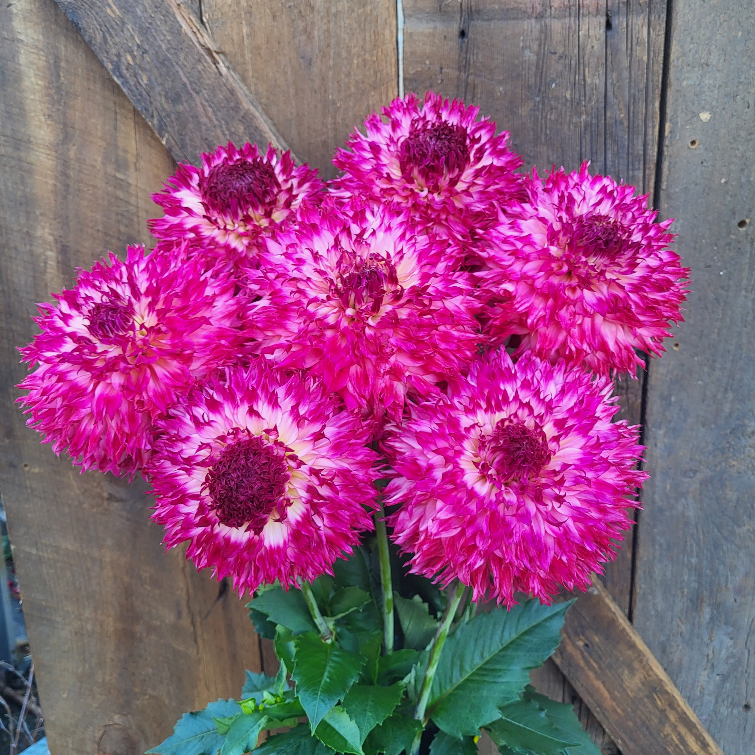 パンフラワー Windhaven Puff B-LC-DB-DP/PK — Crazy 4 Dahlias